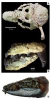 Figura 6 - Fotografias de dois exemplares de Armadillosuchus arrudai: (a) UFRJ DG 303-R, um crânio parcialmente preservado, e (b) MPMA-64-0001-04, Fragmento anterior de premaxila e mandíbula, (c) reconstruções artísticas do crânio de A. arrudai por Devers