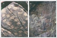 Figura 4 – a) Seções transversais de Conophytons rosados se destacando na matriz cinza micrítica intercolunar; b) aspecto típico das colunas estromatolíticas de cor rosada com laminações convexas.