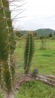 Vegetação típica da Caatinga 