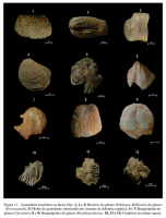 Depósito de mar raso: Assembleia fossilífera: 1, 2 e 3) Bivalves do gênero Wilkingea; 4) Bivalve do gênero Oricrassatella; 5) Molde de gastrópode ; 6 e 7) Braquiópode do gênero Choristites; 8 e 9) Braquuiópodes do gênero Brasilioproductus; 10, 11 e 12) cn